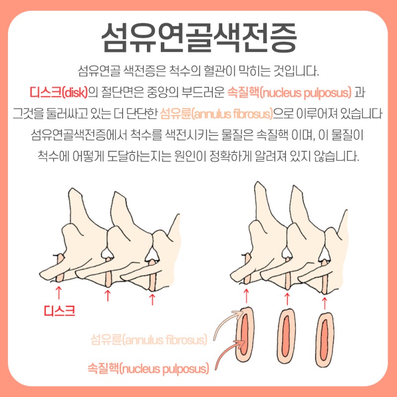 강아지 섬유연골색전증(Fibrocartilaginous embolism;FCE) > 진료후기 | 청담우리동물병원