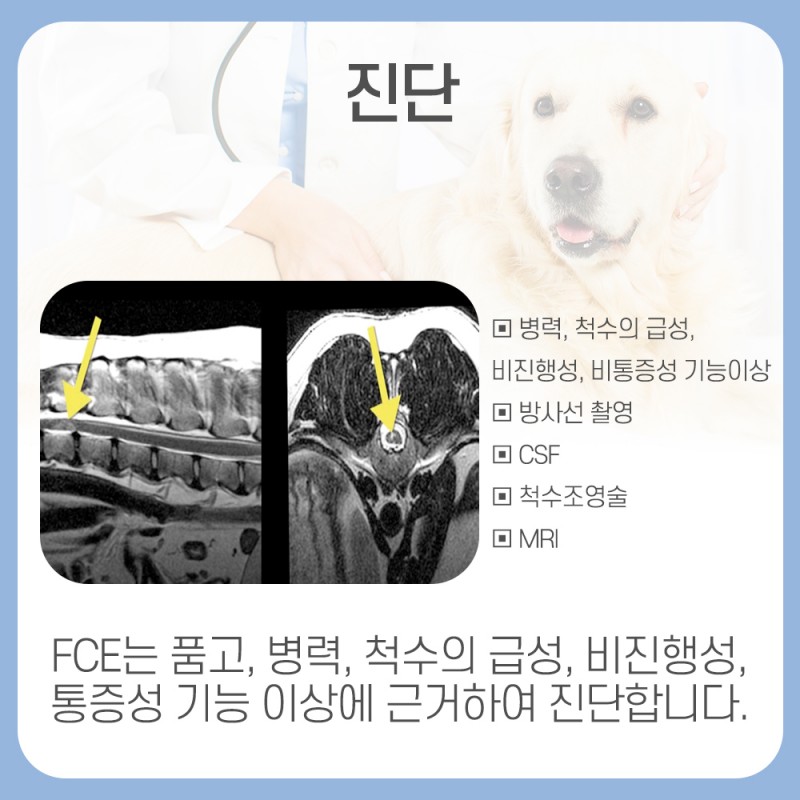 강아지 섬유연골색전증(Fibrocartilaginous embolism;FCE) > 진료후기 | 청담우리동물병원
